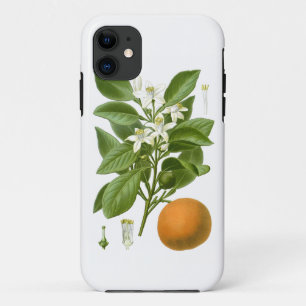 Citrus Fruit Orange Botanical no. 2 Home Decor iPhone 11 Case
