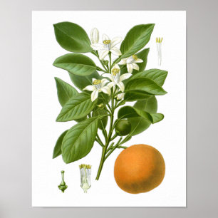 Citrus Fruit Orange Botanical Print no. 2 Wall Art