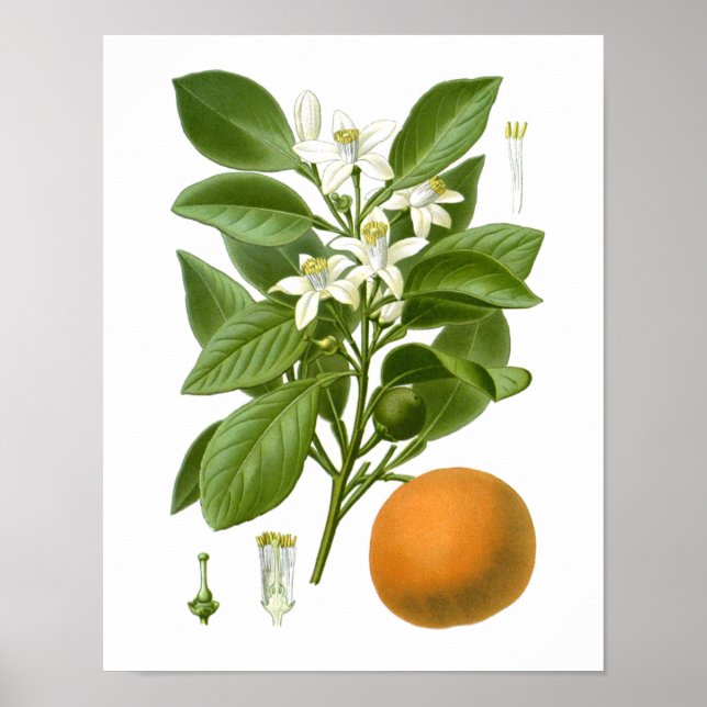 Citrus Fruit Orange Botanical Print no. 2 Wall Art (Front)