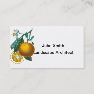 Citrus Fruit Orange Print no. 6 art decor Business Card