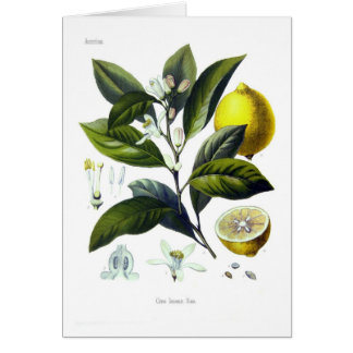 Citrus limonum (Lemon)