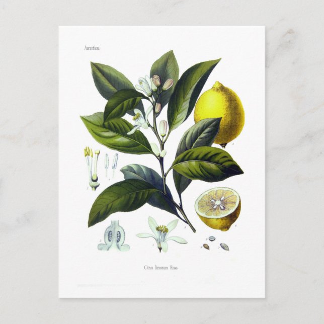 Citrus limonum (Lemon) Postcard (Front)