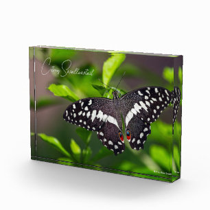 Citrus Swallowtail Photo Block