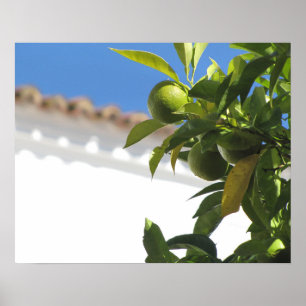 Citrus Tree with Ripe Fruit Poster