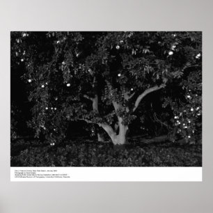 Citrus Trees at Sunrise, January 1966, Ansel Adams Poster