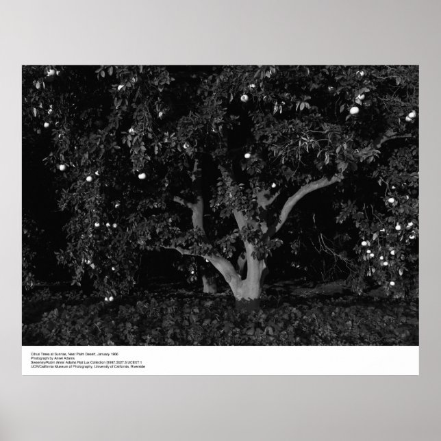Citrus Trees at Sunrise, January 1966, Ansel Adams Poster (Front)