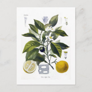 Citrus vulgaris (Orange) Postcard