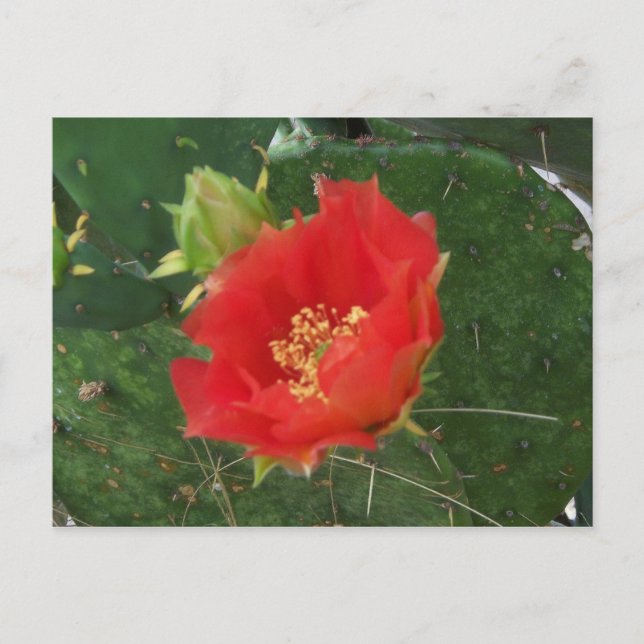 City Cactus 3 postcard (Front)