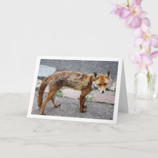 City Fox on Road Card