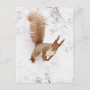 City Squirrel Postcard