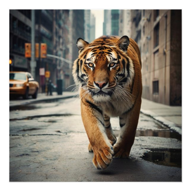 City Tiger Photo Print (Front)