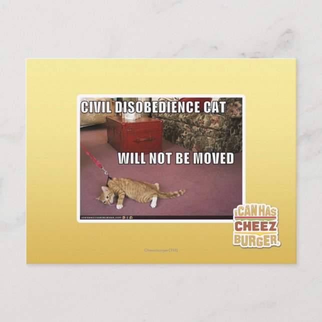 Civil Disobedience Cat Postcard (Front)