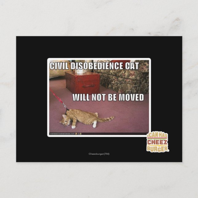 Civil Disobedience Cat Postcard (Front)