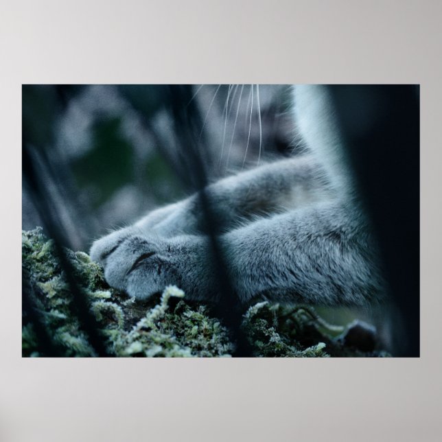 Clad in Velvet Poster (Front)