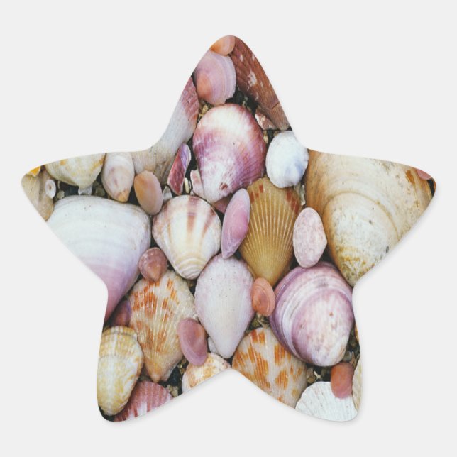 Clam Shell Star Sticker (Front)