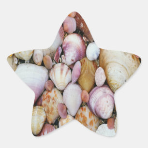 Clam Shell Star Sticker