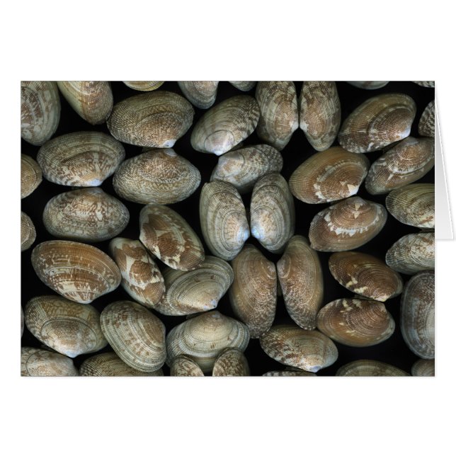 Clam shells (Front Horizontal)