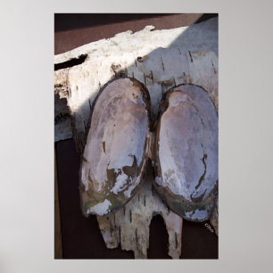 Clamshell Wings Poster