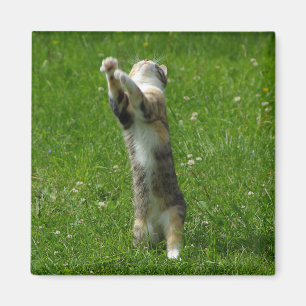 Clap you hands and stamp your feet magnet