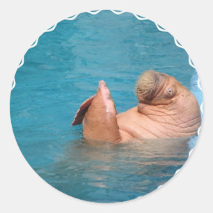 Clapping Walrus Stickers