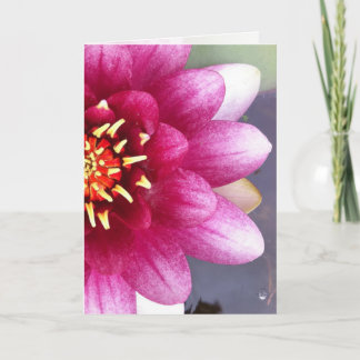 Claret Coloured Water Lily Greeting Card