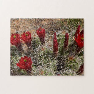 Claret Cup cactus flowers 2 Jigsaw Puzzle