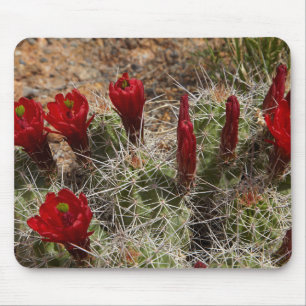 Claret Cup cactus flowers 2 Mouse Mat