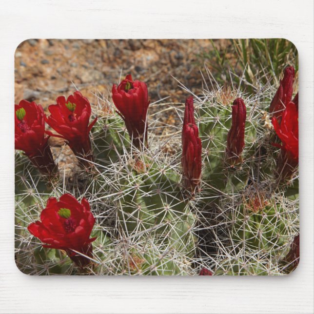 Claret Cup cactus flowers 2 Mouse Mat (Front)
