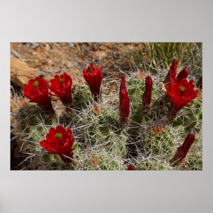 Claret Cup cactus flowers 2 Poster
