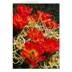 Claret Cup Cactus Wildflowers