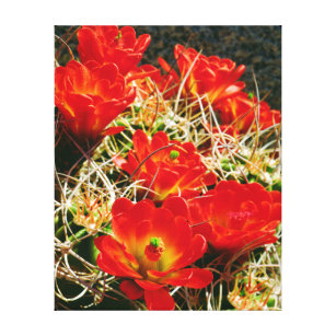 Claret Cup Cactus Wildflowers Canvas Print