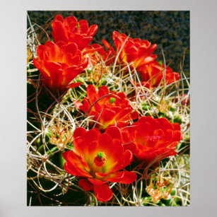 Claret Cup Cactus Wildflowers Poster