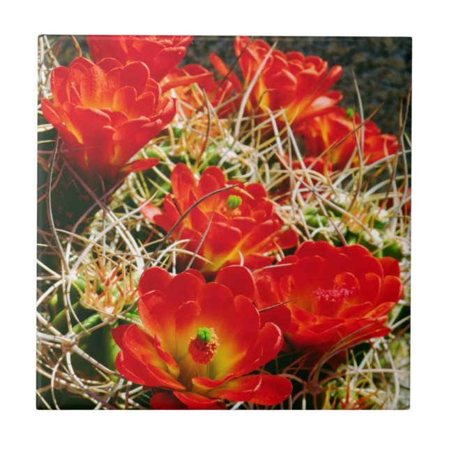 Claret Cup Cactus Wildflowers Tile (Front)