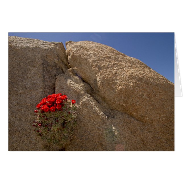 Claret cup or Mojave mound cactus in bloom (Front Horizontal)