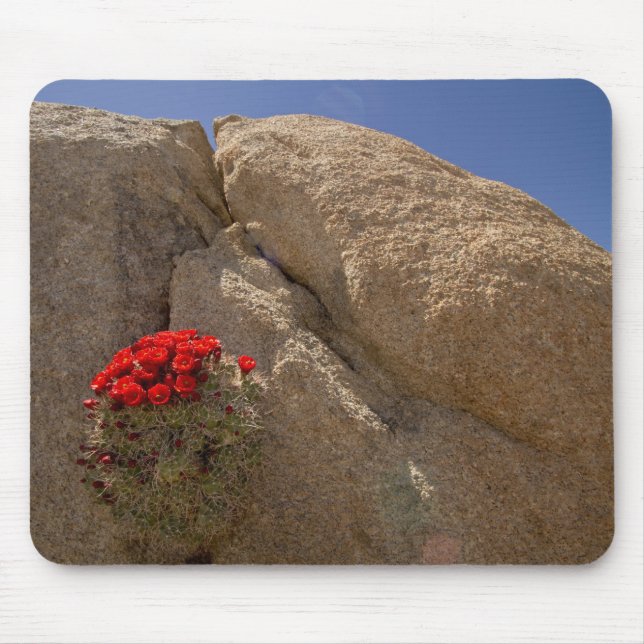 Claret cup or Mojave mound cactus in bloom Mouse Mat (Front)