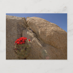 Claret cup or Mojave mound cactus in bloom Postcard