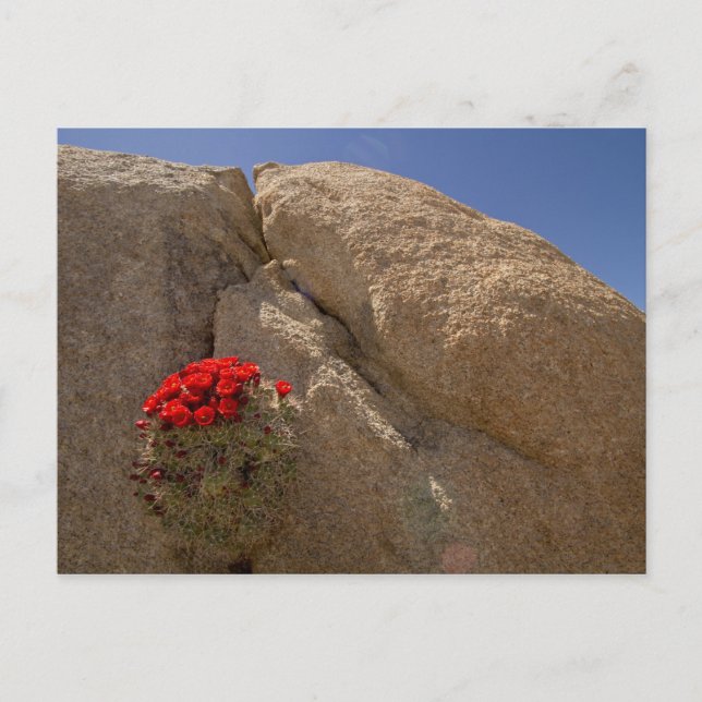 Claret cup or Mojave mound cactus in bloom Postcard (Front)