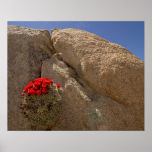 Claret cup or Mojave mound cactus in bloom Poster