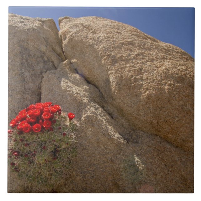 Claret cup or Mojave mound cactus in bloom Tile (Front)