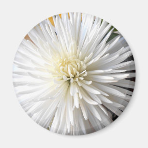 Claricia Magnet