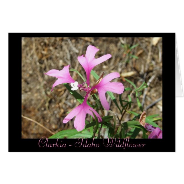 Clarkia - Idaho Wildflower (Blank Card) (Front Horizontal)