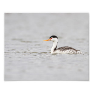 Clark's Grebe on a calm lake Photo Print