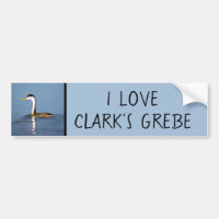 Clark's Grebe Painting - Original Bird Art