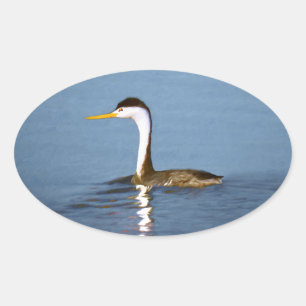 Clark's Grebe Painting - Original Bird Art Oval Sticker