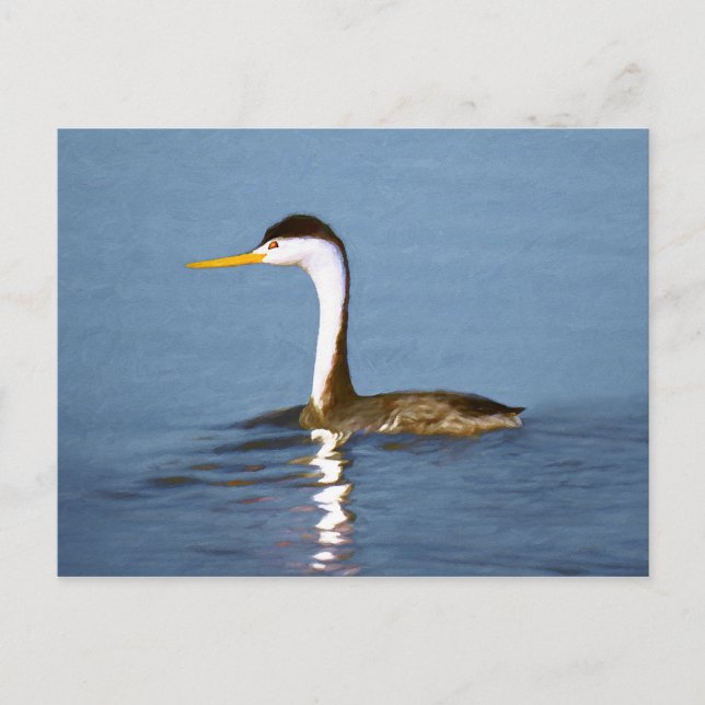 Clark's Grebe Painting - Original Bird Art Postcard (Front)