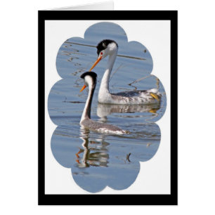 Clarks' Grebes Card