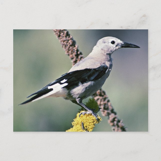 Clark's Nutcracker Postcard (Front)