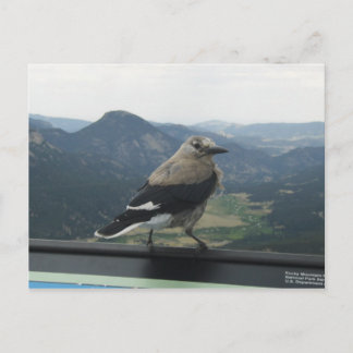 Clark's Nutcracker Postcard