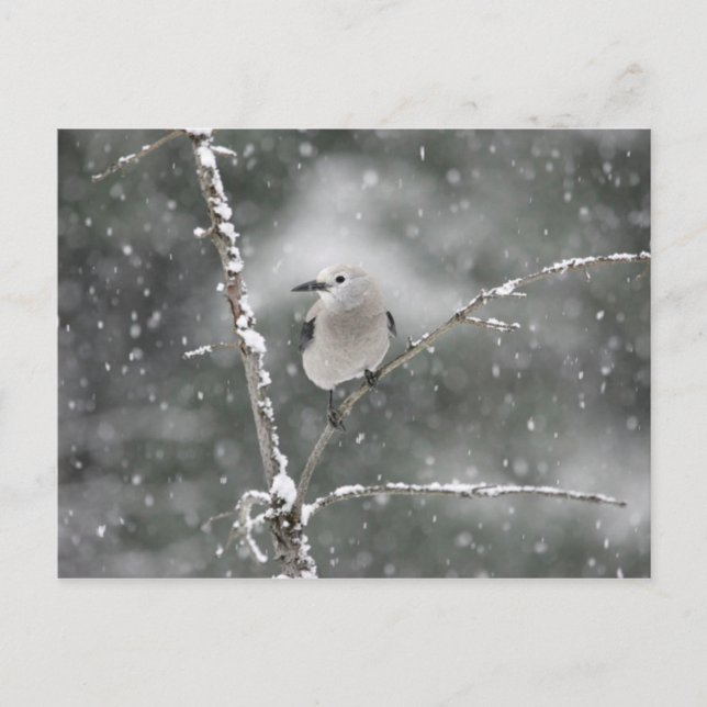 Clark's Nutcracker Postcard (Front)