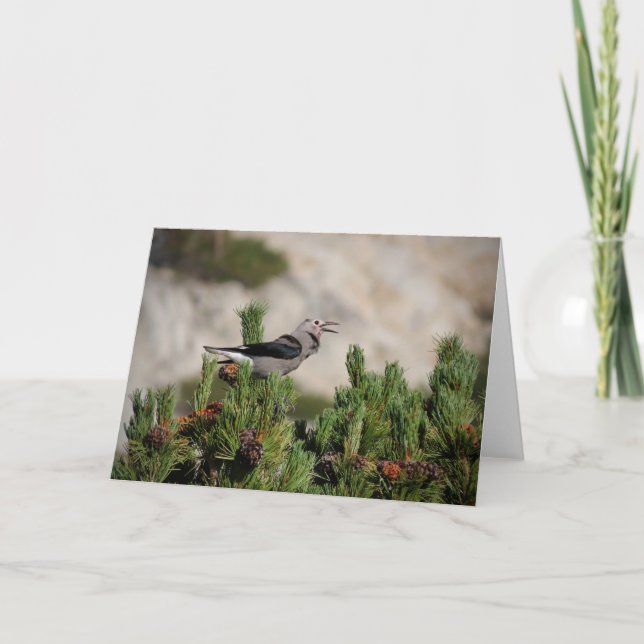 Clark's Nutcracker - Yosemite Thank You Card (Front)